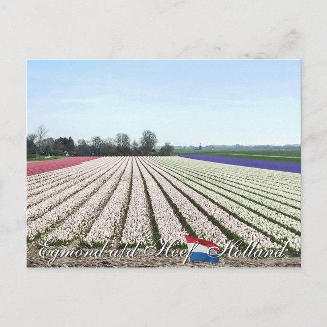 Postal Egmond aan den Hoef Bulb Flowers Holland Cartão po (Frente)