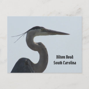 Postal Excelente Blue Heron Hilton Cabeça SC Cartão posta