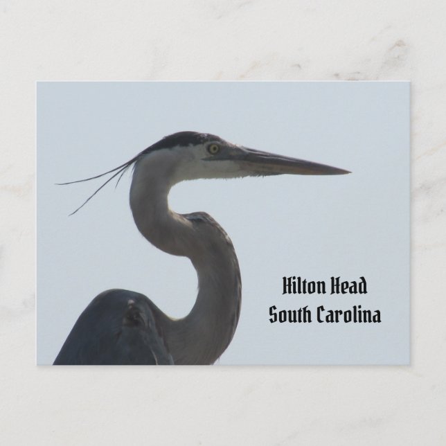 Postal Excelente Blue Heron Hilton Cabeça SC Cartão posta (Frente)