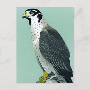 Postal Falcão Peregrino - Cartão de Arte de Aves da Vida