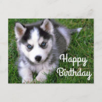 Feliz Aniversário Cartão de Posto de Cachorro Sibe