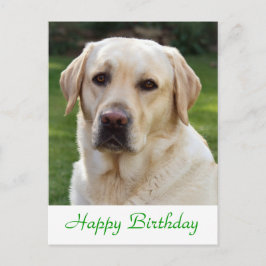 Postal Feliz Aniversário Labrador - Cartão de Posto para 