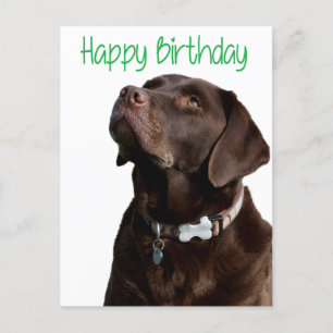 Postal Feliz Aniversário Labrador - Cartão de Posto para 