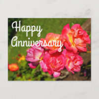 Feliz Aniversário Rosa Casaco de José #1 Cartão Po