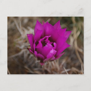 Postal Flor Roxo Solitário De Cactus Novo Cartão De Sauda