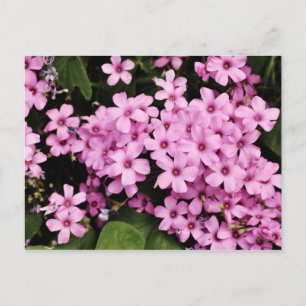Postal Flores do trevo - cartão