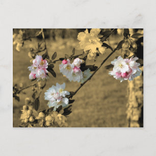 Postal Flores no cartão da flor do Sepia