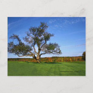 Postal Floresta do estado de Topsmead, cartão de