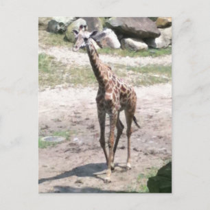 Postal Foto de uma girafa bebê andando na natureza cartão