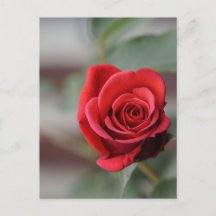 Fotografia de Elegância Rosa Vermelha em Cartão Po