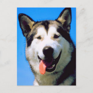 Postal Fotom colorida de cachorro husky fofo cartão posta