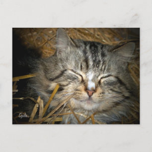 Postal Gato Selvagem Dormindo no Cartão de Posto de Abrig