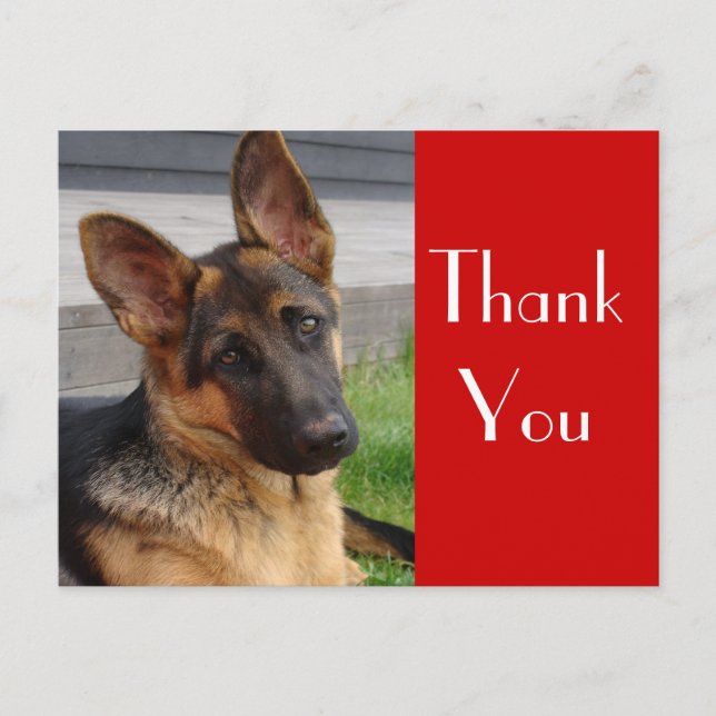 Postal German shepherd Cachorro Puxa Obrigado Cartão Post (Frente)