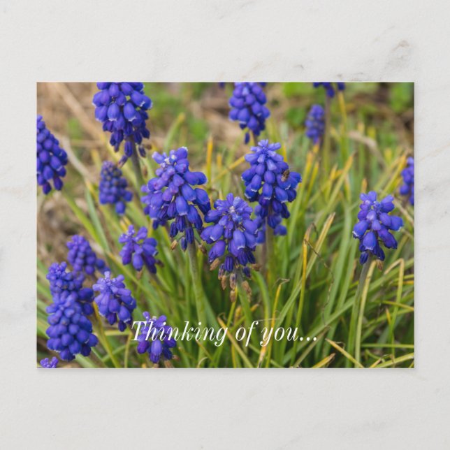 Postal Grape Hyacinths Pensamento Familiar De Você Cartão (Frente)