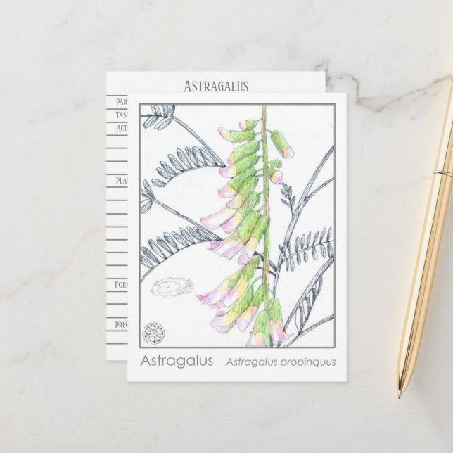 Postal Herb Materia Medica Plantas Astragalus Cartão de E (Frente/Verso In Situ)