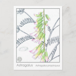 Postal Herb Materia Medica Plantas Astragalus Cartão de E