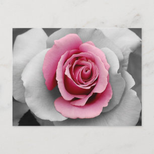 Postal Impressão de pétalas de rosa rosa bonita em cartão