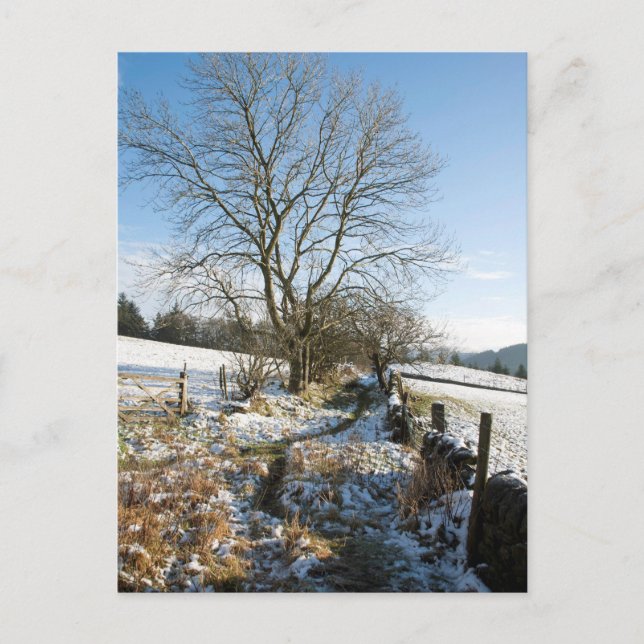 Postal Inverno - Cartão Floresta Macclesfield (Frente)