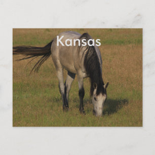 Postal Kansas Horse num CARTÃO de POSTO de Pastagens