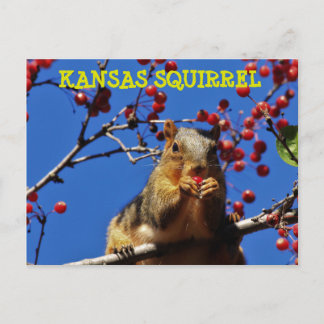 Postal Kansas Squirrel comendo um cartão Posto Berry verm