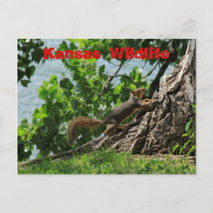 Postal Kansas Wildlife no Cartão de Posto Sterling Lake