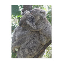 Koalas QLD Austrália do cartão