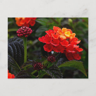 Postal Lantana Trepadeira Laranja Vermelho #1-2 Cartão Po