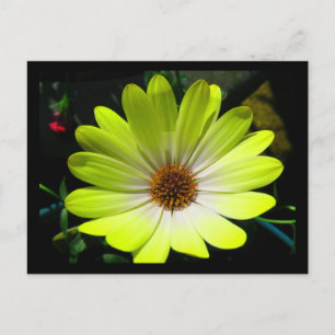 Postal Margarida Africana Amarelo Fluorescente Cartão Pos