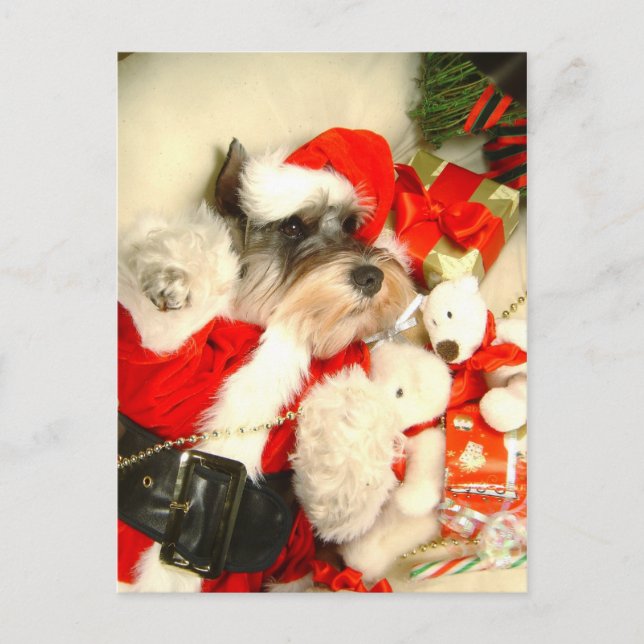 Postal Mini cartão de X'mas do Schnauzer (Frente)