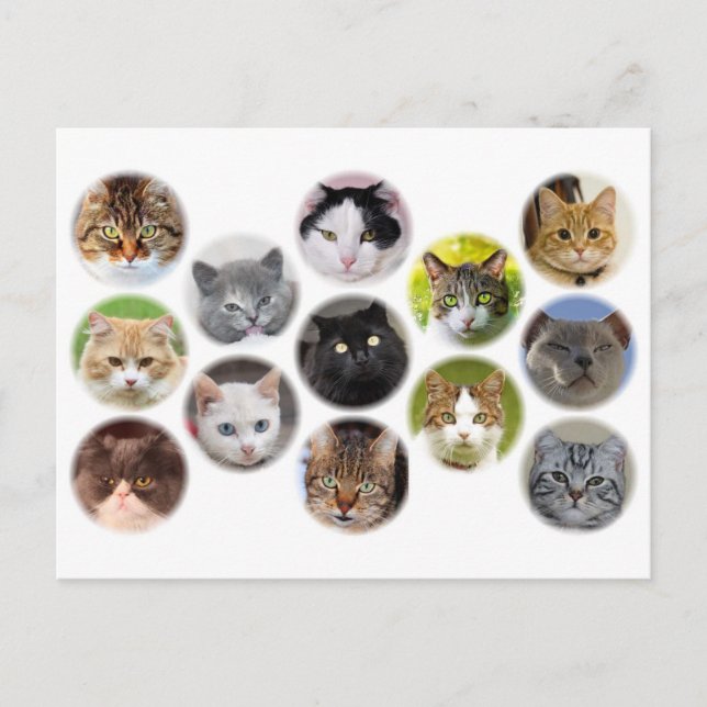 Postal Muito cartão para gatos (Frente)