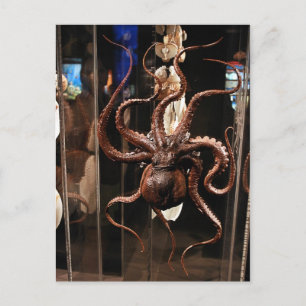 Postal Museu de Houston do cartão da ciência natural