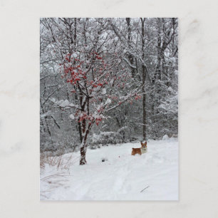 Postal Neve adiantada: Cartão do Corgi