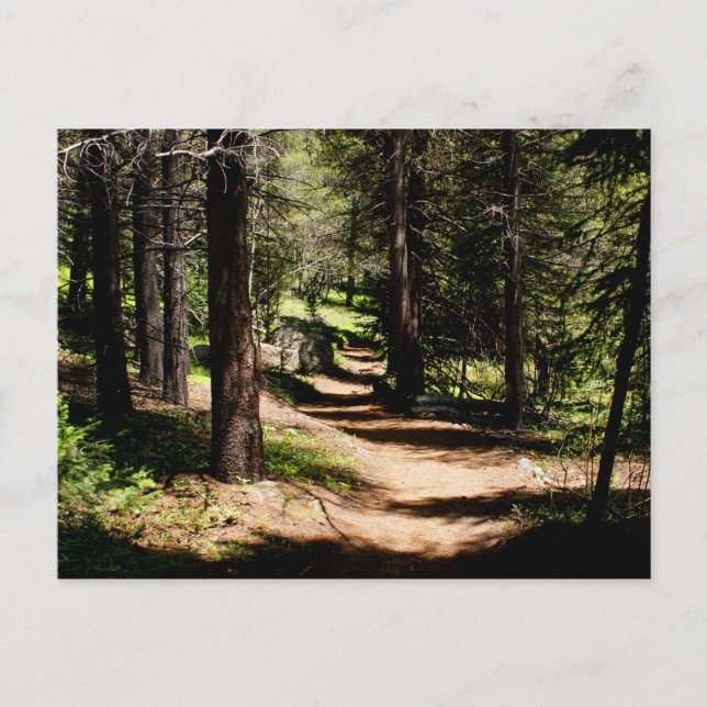 Postal No cartão dos pinhos - caminhando perto do parque (Frente)