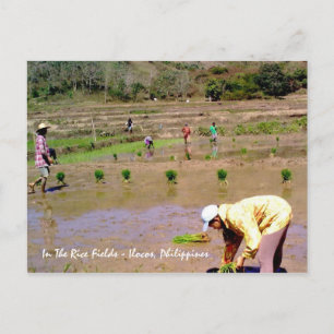 Postal Nos Campos Do Arroz - Ilocos, Filipinas Cartão Pos