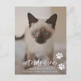 Postal Novo Kitten ou Cartão de Anúncio de Cat