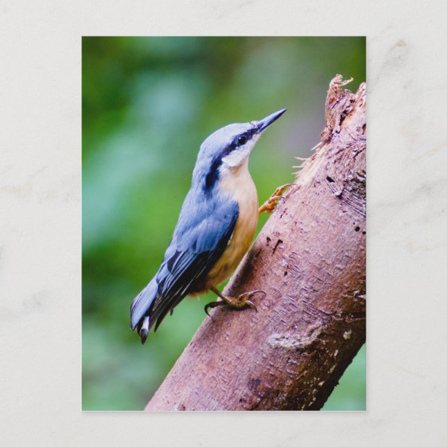 Postal Nuthatch Selvagem Na Floresta - Cartão Poste (Frente)