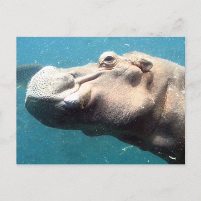 Postal O cartão de posto Hippo (Frente)