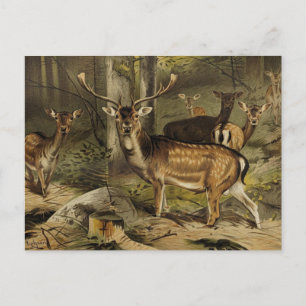 Postal O Cartão Zoológico Rustic Antler Deer