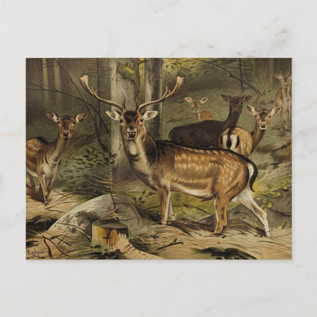 Postal O Cartão Zoológico Rustic Antler Deer (Frente)