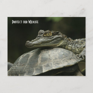 Postal O crocodilo e o cartão de Posto da tartaruga