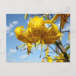 Postal O lírio de tigre amarelo dos cartão do verão