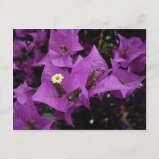 Postal O roxo floresce o cartão de |