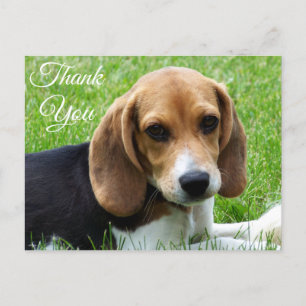 Postal Obrigado Beagle Puppy Dog Saudação Cartão de Posto