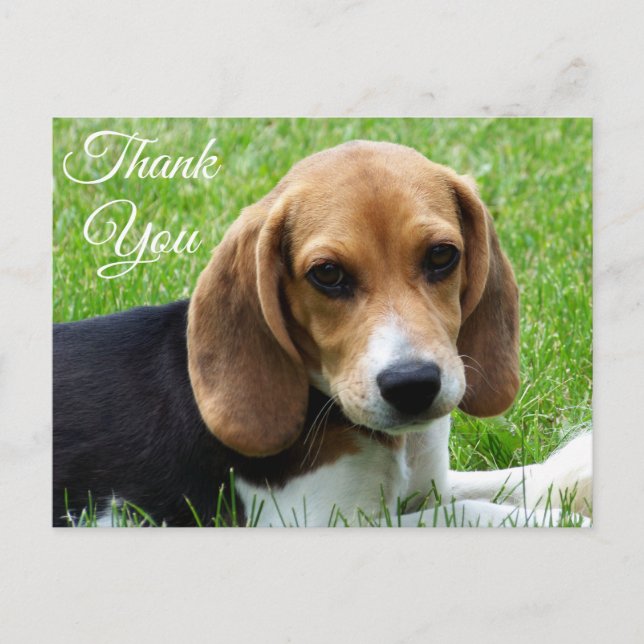 Postal Obrigado Beagle Puppy Dog Saudação Cartão de Posto (Frente)