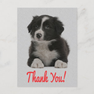 Postal Obrigado Borda Collie Puppy Dog Cartão Posto