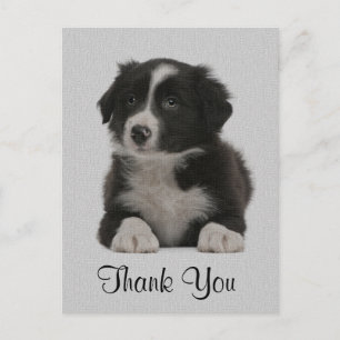 Postal Obrigado Borda Collie Puppy Dog Cartão Posto