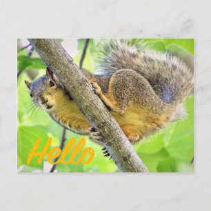 Postal Olá, Apenas Fazendo Check-In Do Cartão