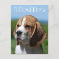Olá Beagle Puppy Dog - Cartão de Posto