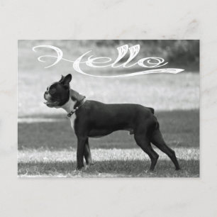 Postal Olá, Boston Terrier Puppy Dog Saudação Cartão de P