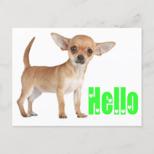 Postal Olá Chihuahua Puppy Dog Cartão Posto